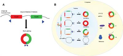 Emerging landscape of circFNDC3B and its role in human malignancies